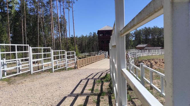 Zagroda Pokazowa Żubrów w Kopnej Górze. Unikalne miejsce na mapie Podlasia