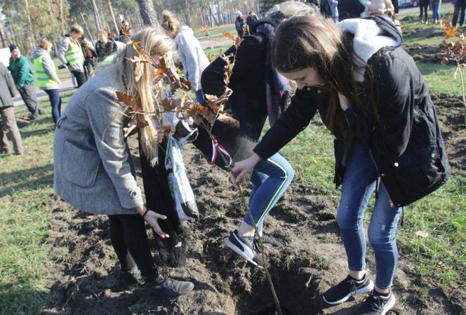 Sto drzew na 100. rocznicę odzyskania niepodległości w Toruniu
