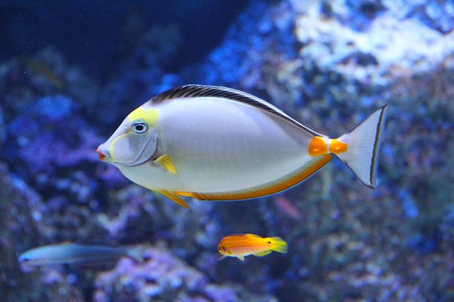Oceanarium