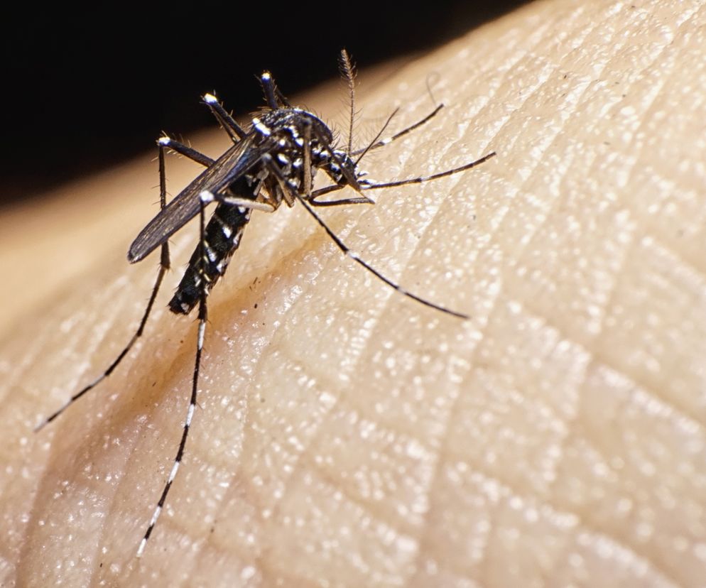 MALARIA - jak jej zapobiec
