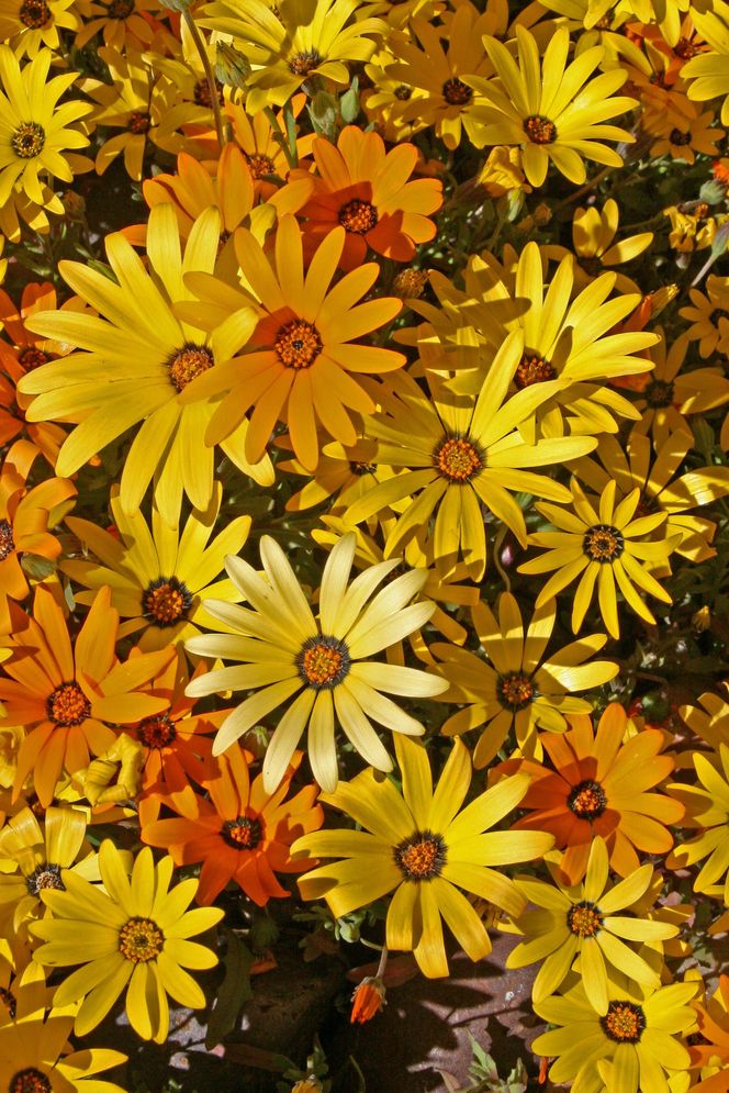 Dimorfoteka zatokowa