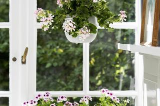 Pelargonia kaskadowa (pelatatum)