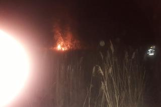 W Puszczy Białowieskiej wybuchł pożar. Ogień pojawił się przy granicy