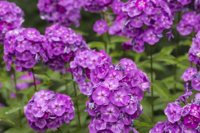 Płomyk wiechowaty (Phlox paniculata)