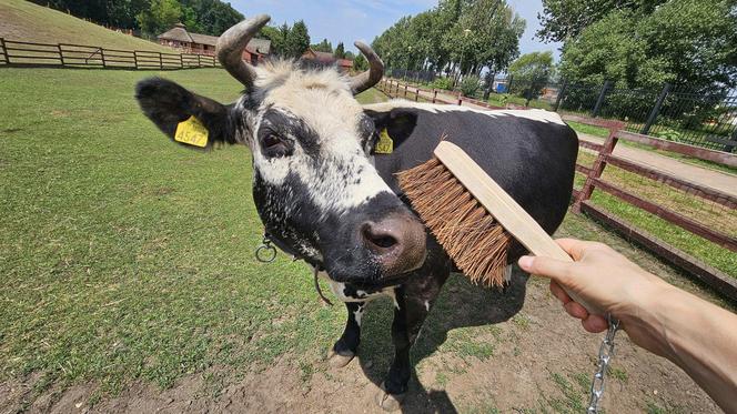 Zamiast dokarmiać, czochrają zwierzęta. Nowa atrakcja w lubińskim zoo