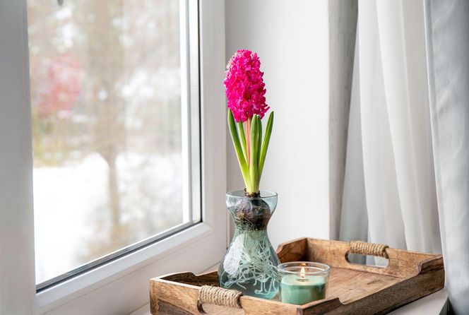 Pędzenie hiacyntów