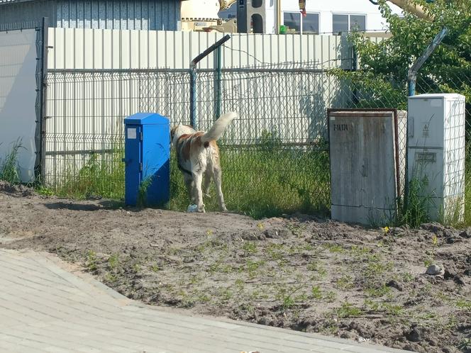 Wejherowo: Krnąbrny pies uciekł z kojca na oczach strażników miejskich. ‘Dla niego nie ma przeszkody nie do pokonania’ 