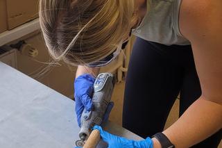 Próbki ze szkieletów z pochówków antywampirycznych znalezionych pod Bydgoszczą pojechały do Nowego Meksyku [ZDJĘCIA]