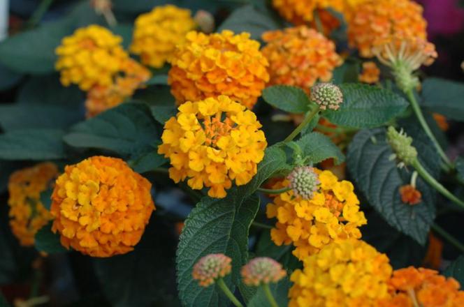 Lantana