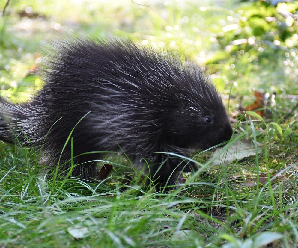 Baby boom w poznańskim zoo! Na świat przyszedł urson