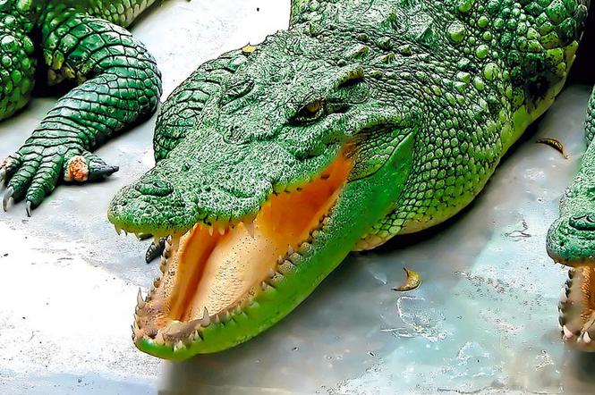 Krokodyle potrafią serfować na falach