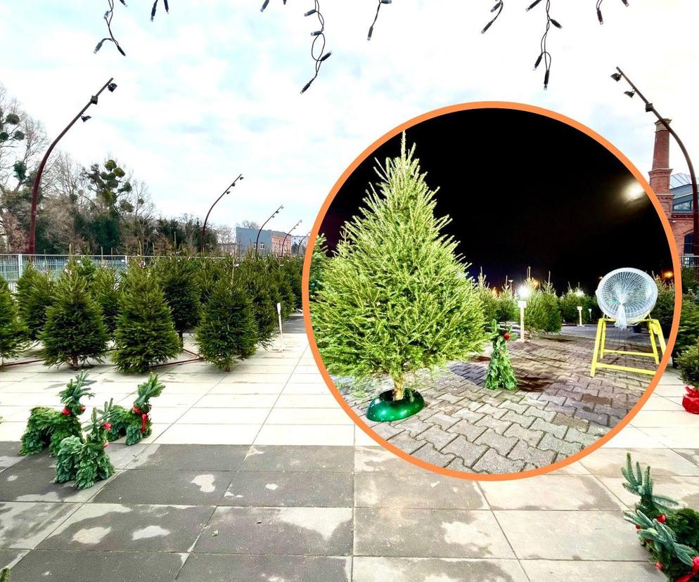 Choinki z misją we Wrocławiu. Kupując świąteczne drzewko pomagają dzieciom chorym na raka 