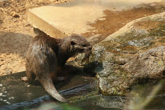 Pokazowe karmienia w Orientarium Zoo Łódź