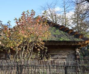 Zachwycający listopad w Muzeum Wsi Lubelskiej! Tak prezentuje się jesienny skansen [ZDJĘCIA]