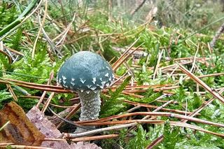 Niebieski grzyb o leczniczych właściwościach. Znajdziesz go w polskich lasach!