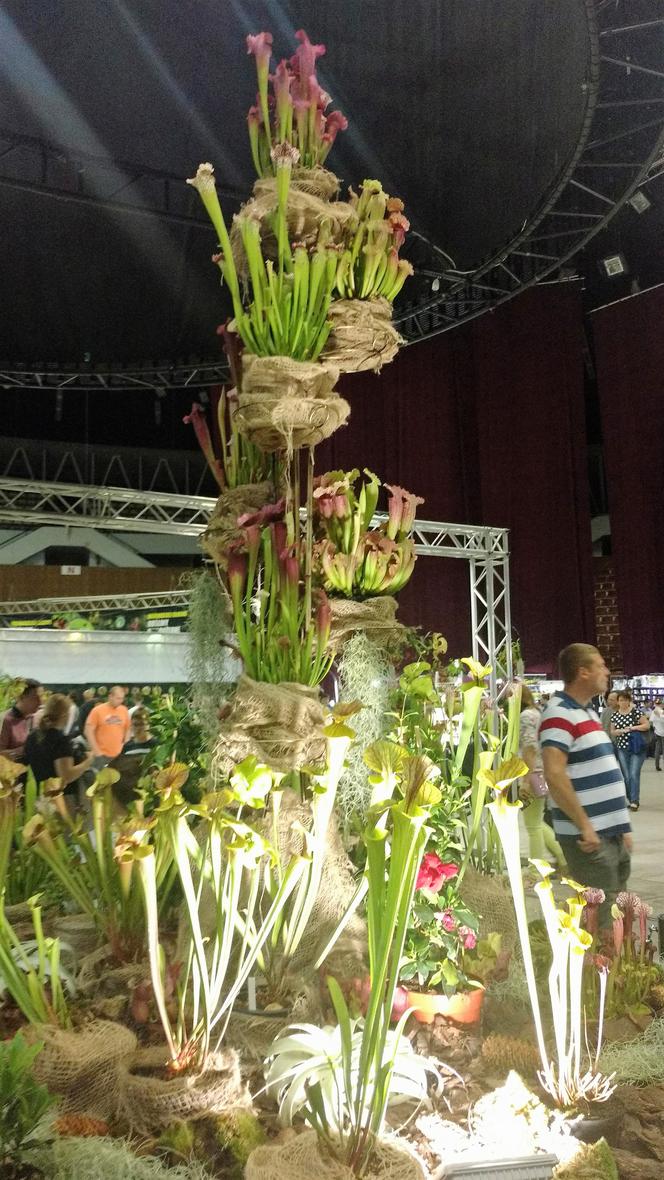 Krwiożercze rośliny opanowały katowicki Spodek! Trwa Festiwal Roślin Owadożernych [ZDJĘCIA, AUDIO]