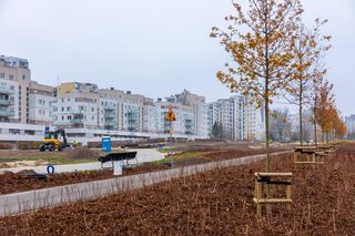 Pierwsze drzewa w parku nad obwodnicą na Ursynowie
