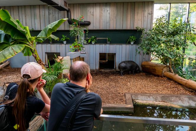 Orientarium ZOO Łódź. Kiedy są kąpiele słoni? Ile kosztują bilety w 2023?