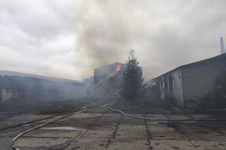 Ogromny pożar kurnika pod Olsztynem. W akcji udział brało kilkanaście zastępów straży pożarnej [ZDJĘCIA]