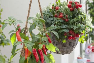 Pomidory i papryka na balkonie