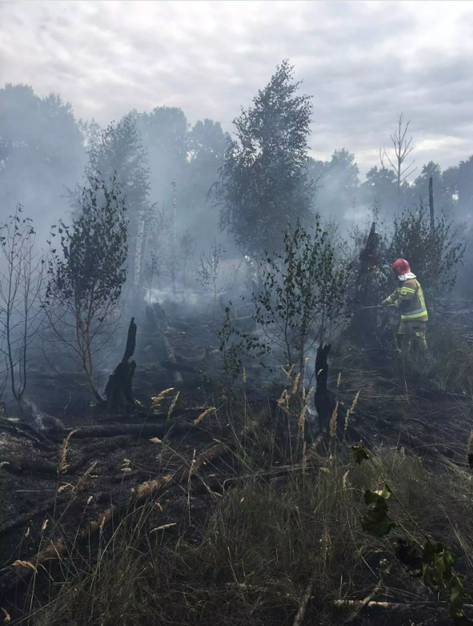 Lubelskie: Strażacy przez kilka dni walczyli z pożarem lasu. Do pomocy użyto nawet samolotu [GALERIA]