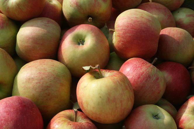 Jabłoń domowa ‘Szampion’