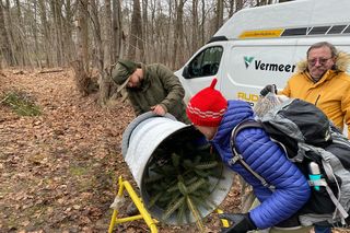 Leśnictwo Grodziec organizuje choinkobranie 2024. Można samemu wyciąć choinkę