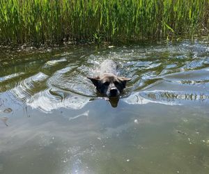 Pamiętacie Figę? Skrajnie zaniedbana suczka nie wróci do swoich właścicieli