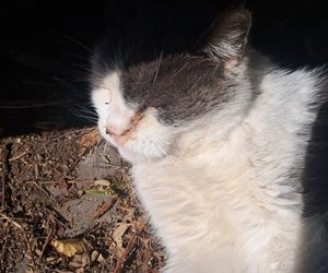 Pet Patrol Rybnik uratował kota z ulicy, a jego właścicielka jest oburzona