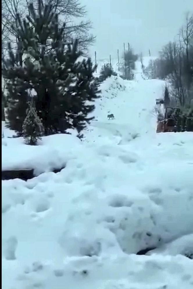 Przez wilki ludzie boją się wychodzić z domów