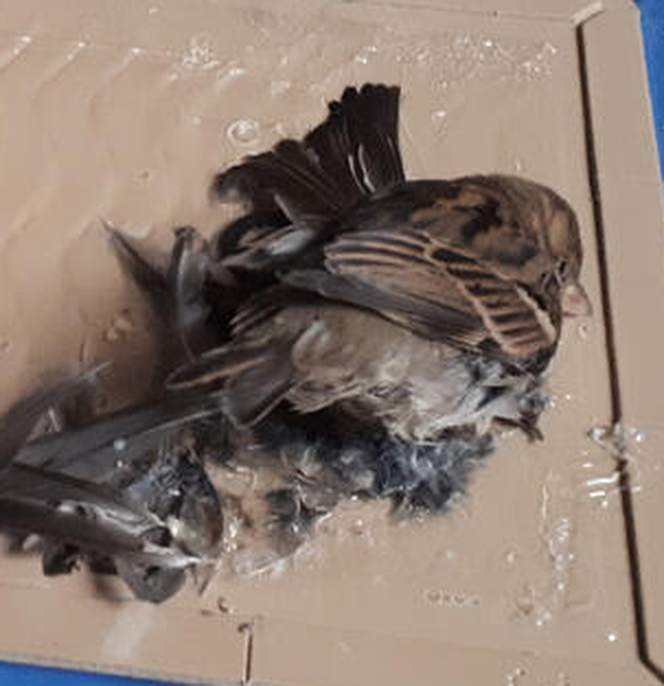 Gdańsk: Ptaki zginęły w męczarniach [ZDJĘCIA]