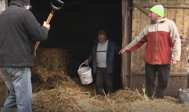 Rolnicy. Podlasie. Gienek i Andrzej karmią krowy. Sławek: Widać jaki tu porządek