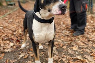 Porzucili psiaka w walentynki i złamali mu serce. Obrońcy zwierząt nazwali go Amor