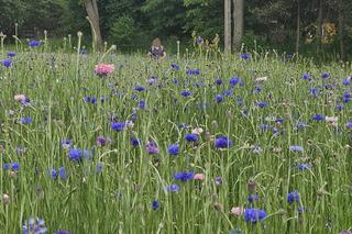 Chabrowa łąka na Podkarpaciu