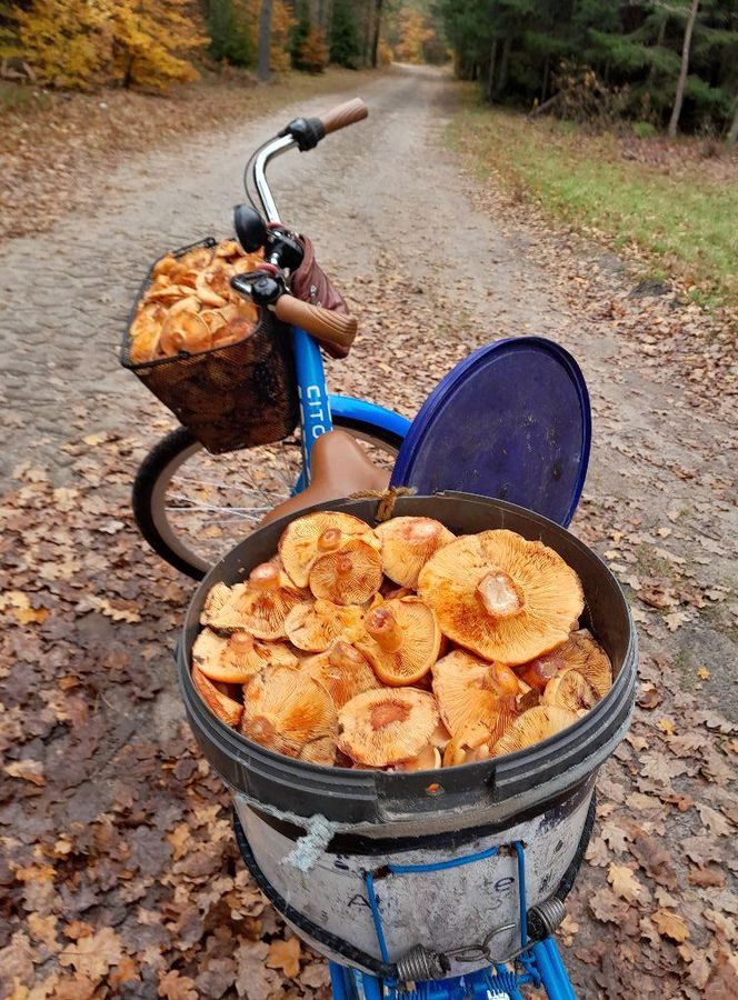 Prawdziwe skarby jesieni. Listopad to idealny czas na grzyby w Świętokrzyskiem? [Zdjęcia Waszych zbiorów]