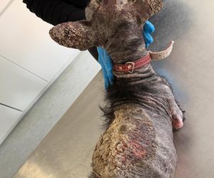 Studentka prawa nie pomogła psu