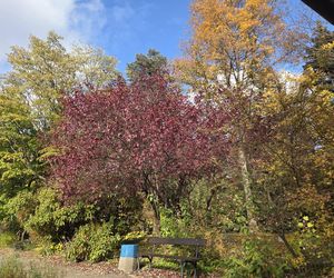 Jesień w Ogrodzie Botanicznym UKW. To ostatnia szansa na spacer wśród złotych liści!