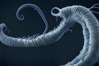 Naukowcy z Wydziału Biologii UG odkryli nowy gatunek pasożyta