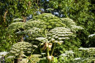 Barszcz Sosnowskiego - śmiertelnie niebezpieczna roślina. Jak ja rozpoznać? Gdzie rośnie?