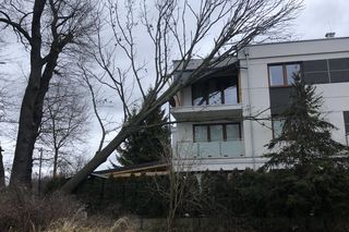 Drzewo spadło na dom Andrzeja Dudy 