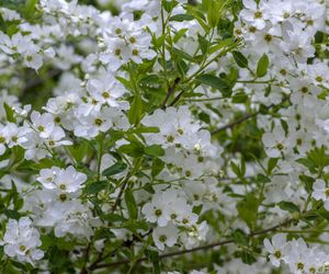 Obiela (Exochorda) - gatunki i odmiany, uprawa, pielęgnacja, zastosowanie
