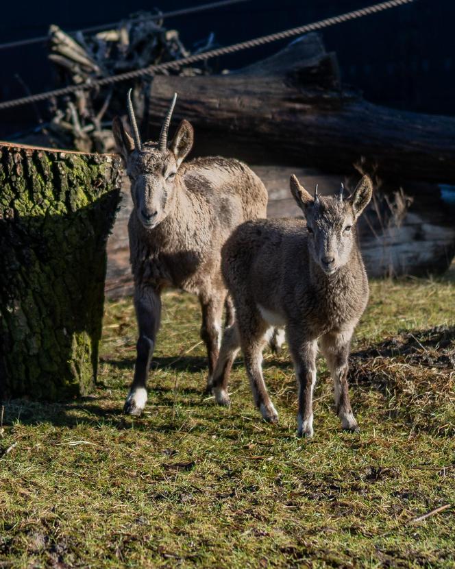 W łódzkim zoo zamieszkały koziorożce syberyjskie