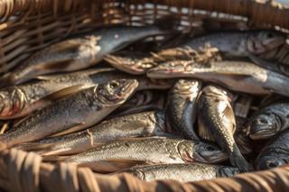 Katastrofa ekologiczna na Odrze. Zginęły ponad trzy miliony ryb 