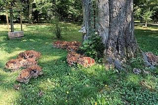 Grzyb gigant wyrósł w Parku Szczytnickim. Może ważyć nawet 50 kilogramów!