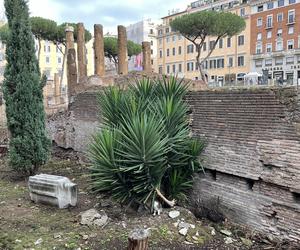 Largo Argentina w Rzymie. Koty zamieszkały w starożytnych ruinach - zobacz zdjęcia