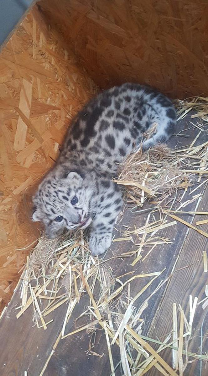 Kolejne narodziny w warszawskim zoo