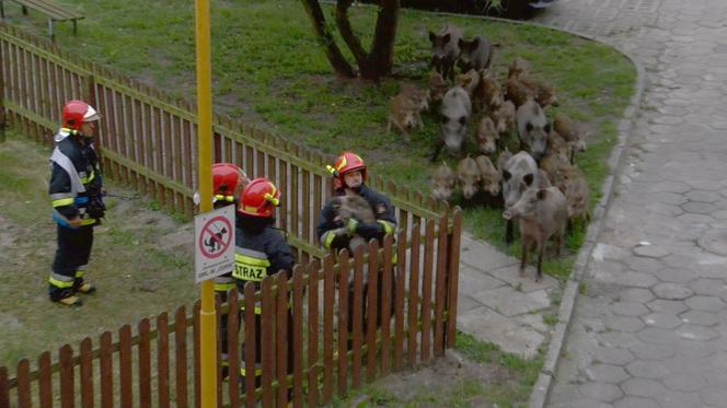 DZIKI ODWIEDZIŁY PLAC ZABAW - INTERWENIOWAŁA STRAŻ POŻARNA.