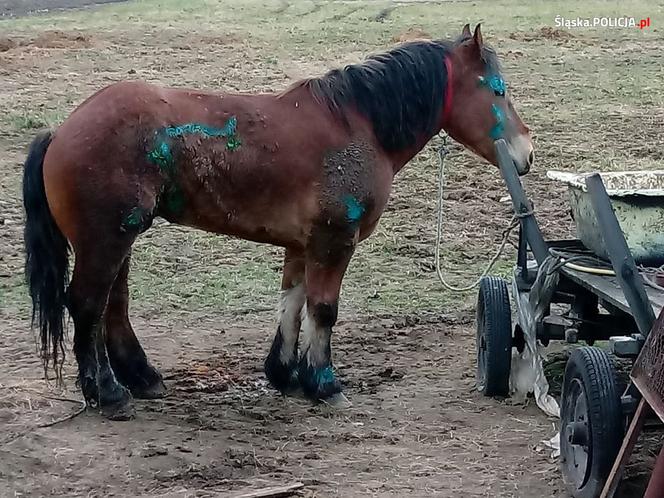 Zagłodzone i brudne konie były niehumanitarnie mordowane? Policjanci skontrolowali hodowlę w Wodzisławiu Śląskim [ZDJĘCIA]