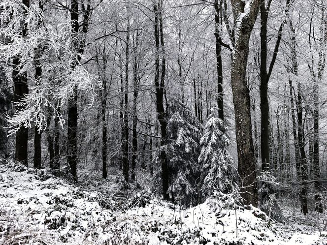 Pierwszy śnieg w Bieszczadach