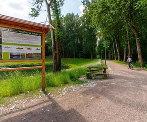 Rów Kalny w Sosnowcu znajduje się w Parku Tysiąclecia